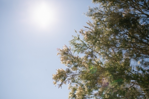 Low angle shot of leaves on tree branches under the sun - Australian Stock Image