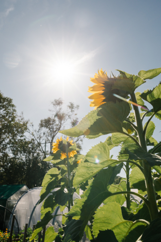 Low-angle shot of sunflowers with sun in the sky - Australian Stock Image