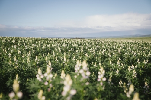 Lupin crop at full flower in the Avon Valley in Western Australia - Australian Stock Image