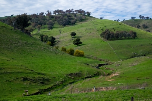 Lush fenced hillside with trees and a cloudy sky - Australian Stock Image