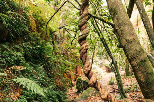 Lush greenery of tangled forest with twisting tree trunks at Fern Gully in the Bylong Valley, NSW - Australian Stock Image