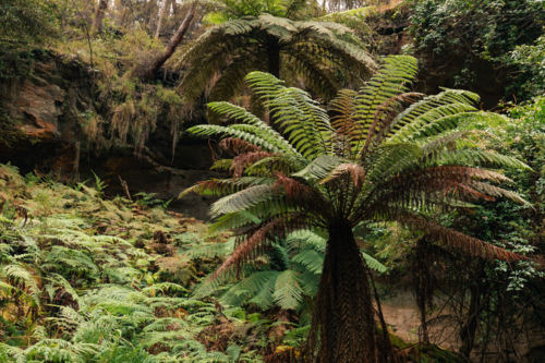 Lush greenery surrounded by sandstone cliffs at Fern Gully in the Bylong Valley, NSW - Australian Stock Image