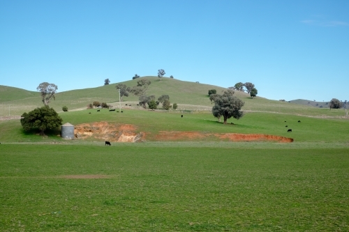 Lush hillside with trees and cows and a clear blue sky - Australian Stock Image