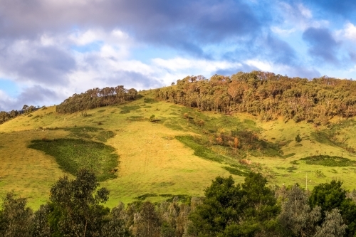 Lush hillside with trees in autumn - Australian Stock Image