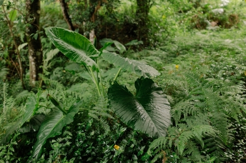 Lush Sub-Tropical Rainforest Coffs Harbour - Australian Stock Image