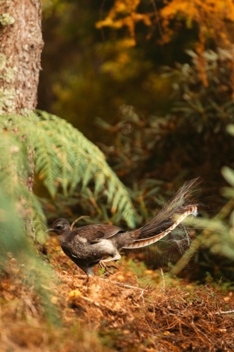 Lyrebird walking on forest floor - Australian Stock Image