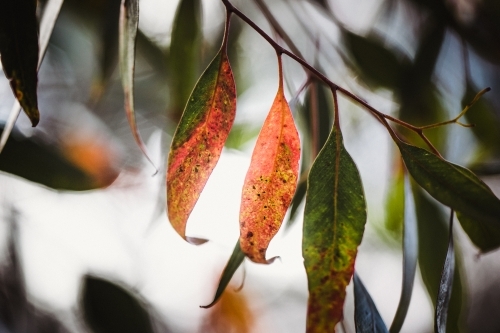 Macro close-up of colourful eucalyptus leaves