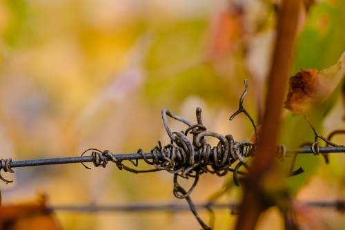 Macro close-up of grapevine tendrils in the vineyard with autumn colours - Australian Stock Image