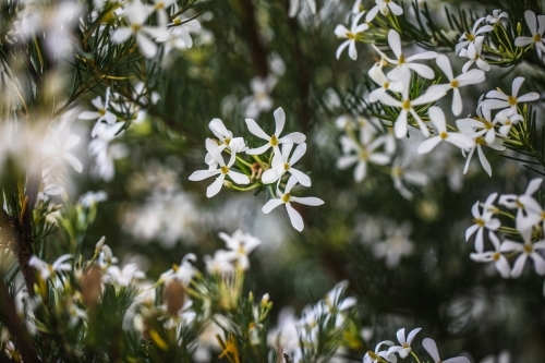 Macro close-up of the Australian wedding bush - Australian Stock Image