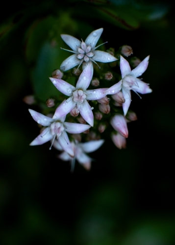 Macro Flowers White on Green Background - Australian Stock Image