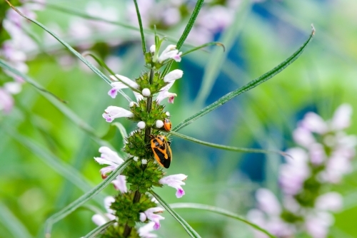 Macro photo of orange and black bugs on stems of pink flowers with blurred garden behind - Australian Stock Image