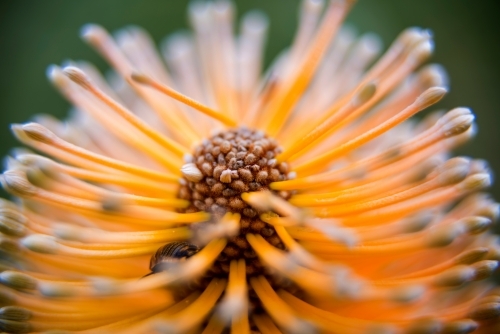 Macro Shot of Banksia Flower - Australian Stock Image