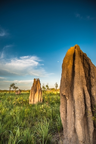 Magnetic termite mounds - Australian Stock Image