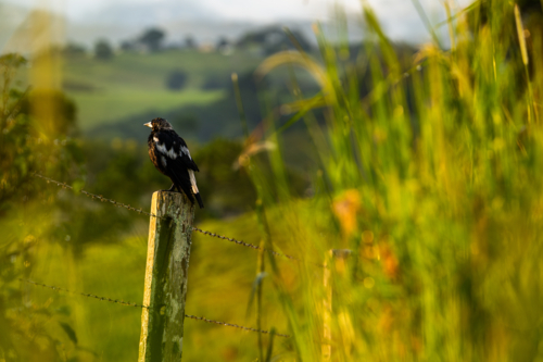 magpie bird sitting on fence post in countryside - Australian Stock Image