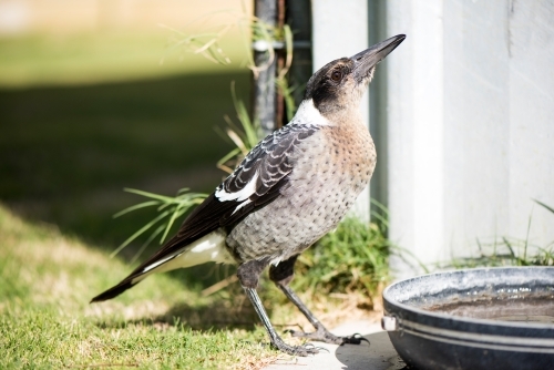 Magpie drinking water from an outdoor water bowl. - Australian Stock Image
