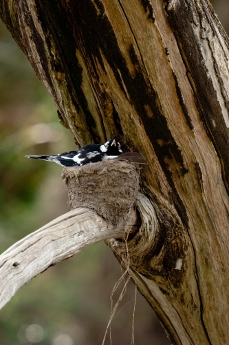 Magpie Lark on nest - Australian Stock Image