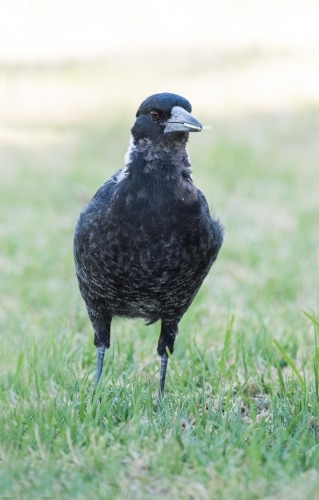 Magpie on the grass walking around. - Australian Stock Image