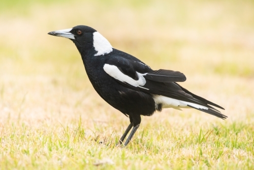 Magpie outdoors in the dry grass - Australian Stock Image