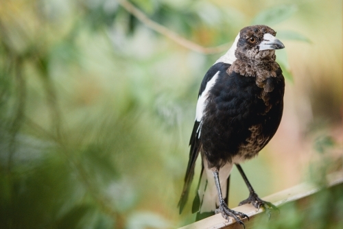 Magpie perched among greenery - Australian Stock Image