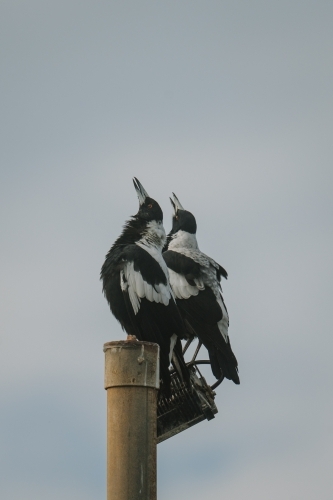 Magpie Warble - Australian Stock Image