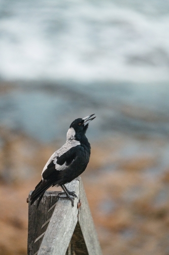 Magpie Warble - Australian Stock Image