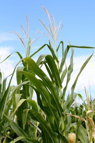 Maize crop - Australian Stock Image