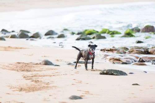 Male dog standing on the sand at the beach - Australian Stock Image