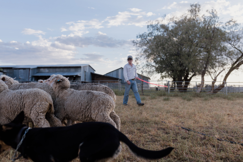 Male farmer with a stick walking on the field with dog gathering sheep - Australian Stock Image