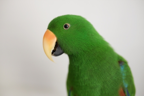 Male green Australian ecletus parrot sitting looking at the camera - Australian Stock Image