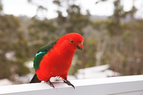 Male King Parrot on white balcony rail - Australian Stock Image