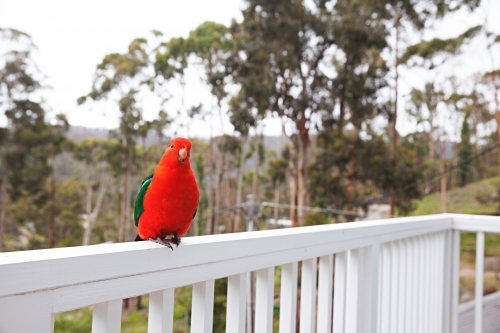 Male King Parrot on white balcony rail - Australian Stock Image