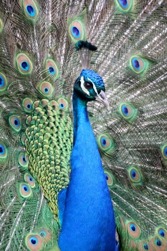 Male peacock surrounded by feathers - Australian Stock Image