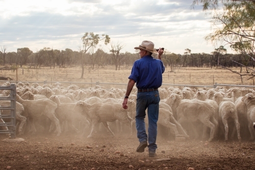 Man chasing sheep