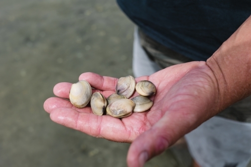 Man digging for mud cockles - Australian Stock Image