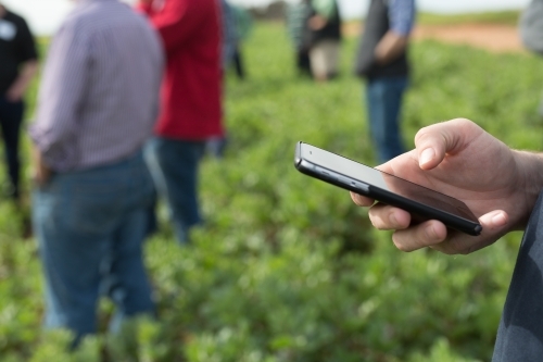 Man holding a mobile phone at a field day - Australian Stock Image