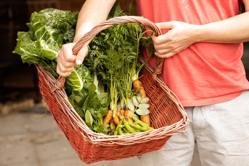 Man holding a red basket with fresh picked vegetables in it - Australian Stock Image