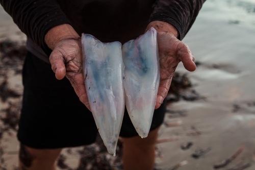 Man holding Squid caught fresh on Kangaroo Island - Australian Stock Image