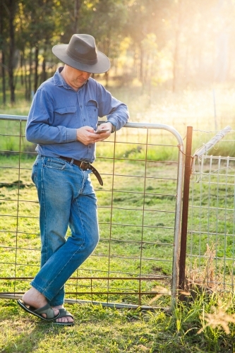 Man leaning on farm gate using smartphone in afternoon light - Australian Stock Image