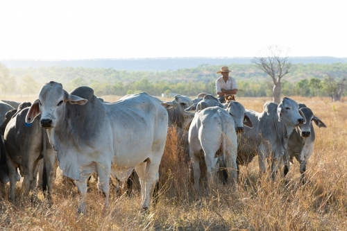 Man on a horse mustering cattle - Australian Stock Image