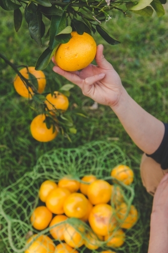 Man picks fresh fruit from tree on citrus farm and gathers in green net bag - Australian Stock Image