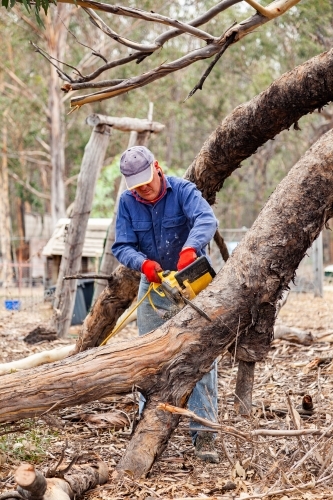 Man using chainsaw to cut branch broken off in drought so it so it falls safely - Australian Stock Image