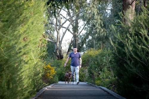 Man walking Large Crossbreed Brown Dog on boardwalk - Australian Stock Image