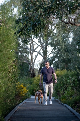 Man walking large crossbreed dog in park - Australian Stock Image