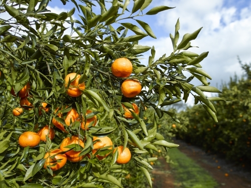 Mandarins on a tree in an orchard - Australian Stock Image