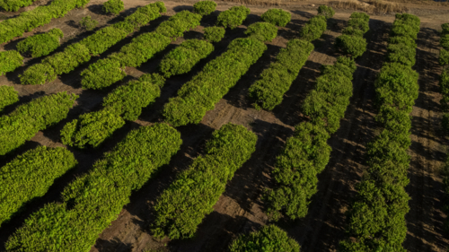 Mango Farm - Australian Stock Image