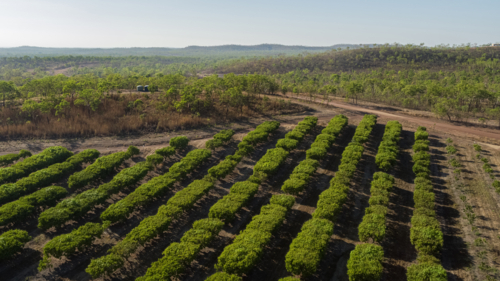 Mango farm view of orchard trees in a row - Australian Stock Image