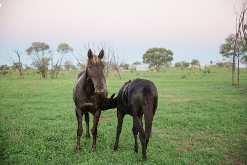 Mare feeding foal - Australian Stock Image