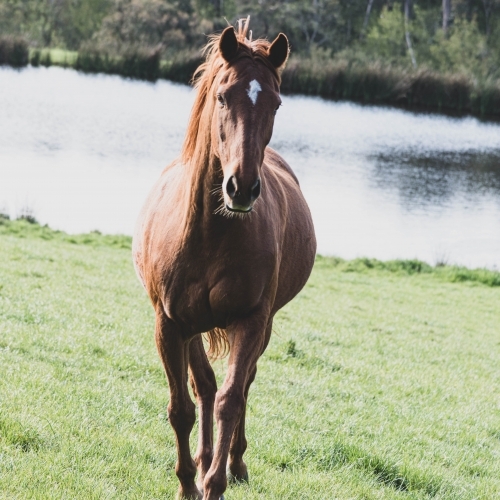 Mare running on green lush grass with a dam - Australian Stock Image