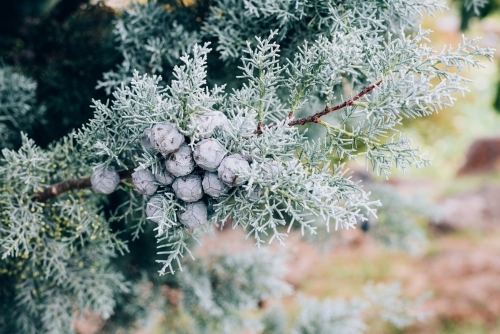 Mediterranean Cypress foliage and cones - Australian Stock Image