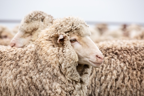 Merino ewe in the stockyards - Australian Stock Image